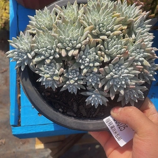 东****亦白菊80025多肉