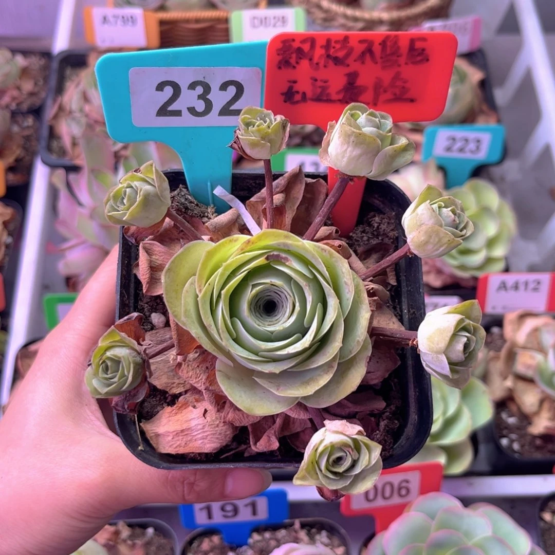 青***草飘枝玫瑰一物一拍232 裸根发
