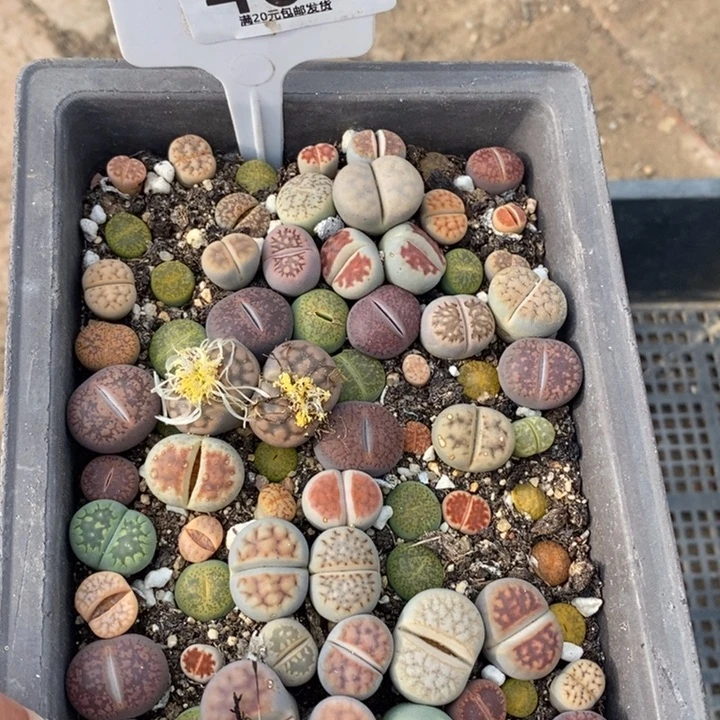****∽生石花等植物的401