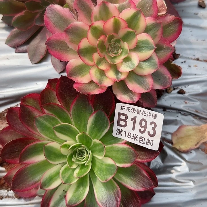 多肉法师荔枝朵朵