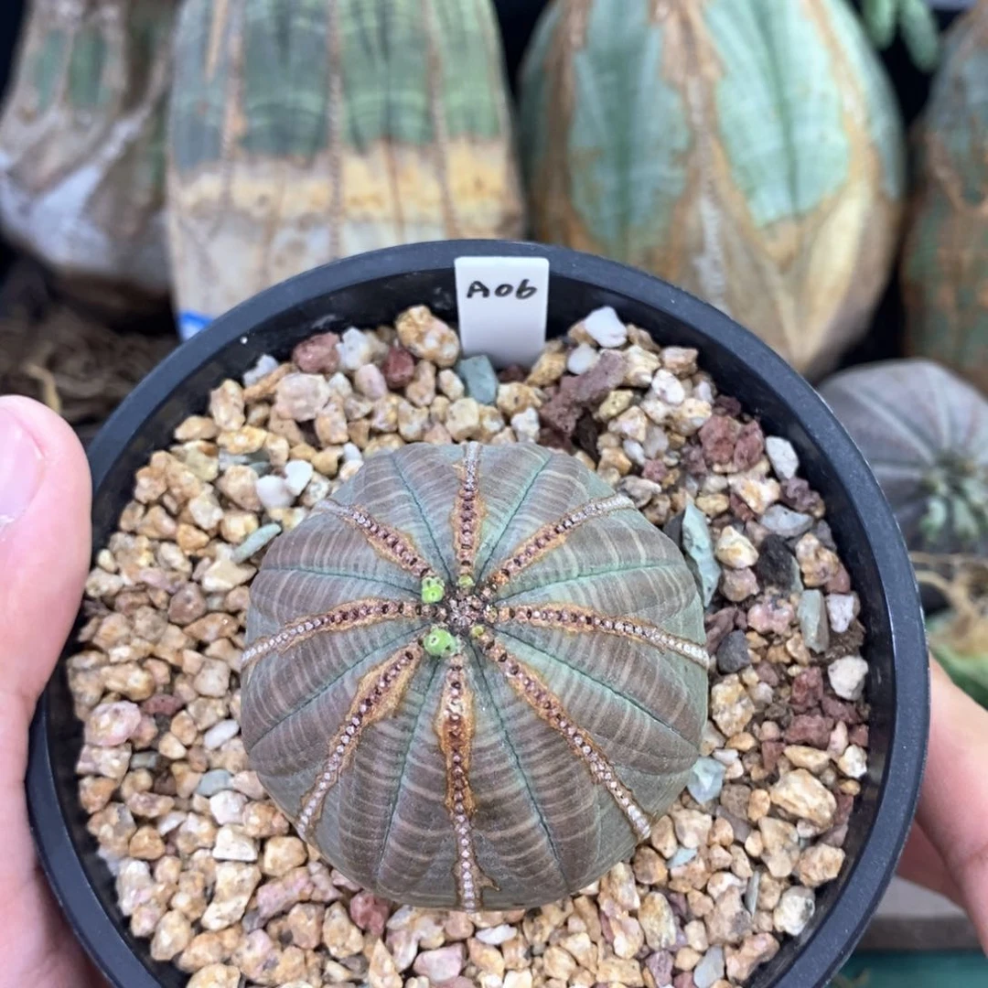 欧系实生布纹球多肉植物