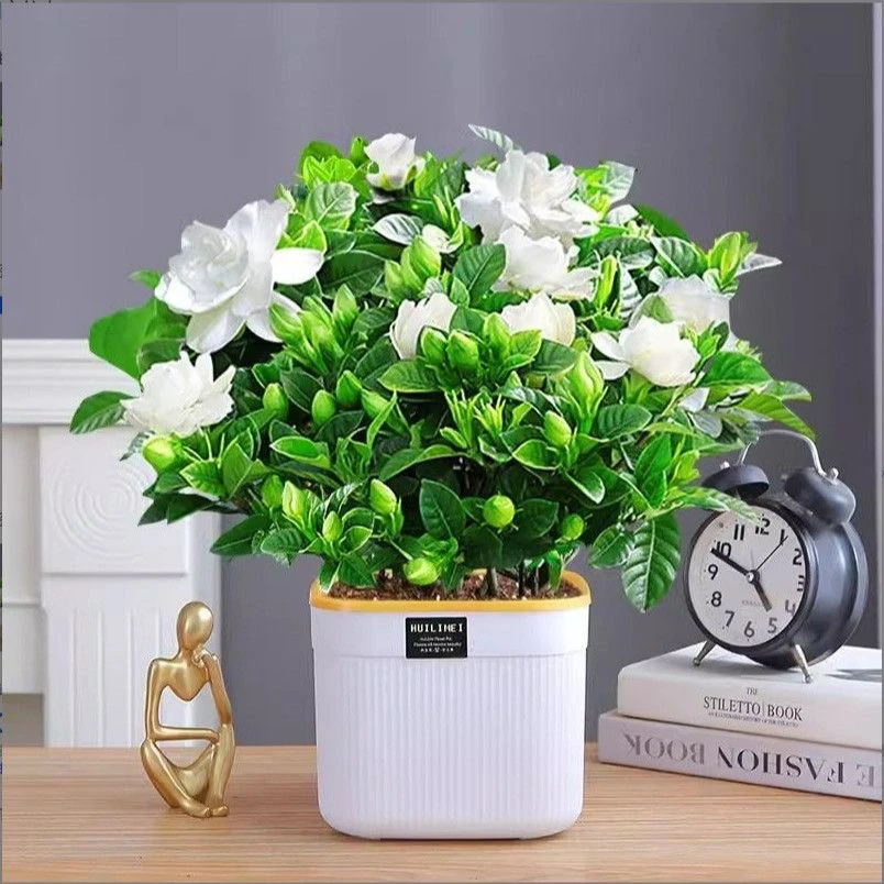 栀子花大花带花苞室内四季开花水培浓香型花【夏季天热带2-6花苞】