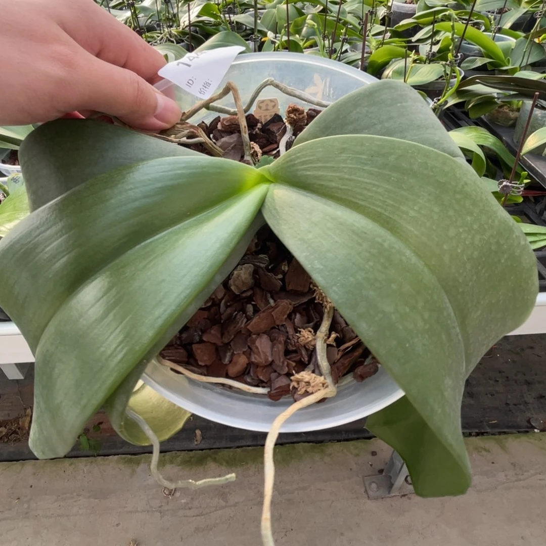 完全开放弥陀20-象杂-新梗首开-1443