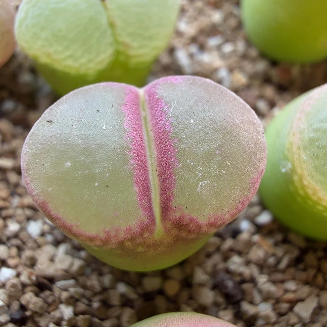 5.10.58/粉红女郎3.5年新头