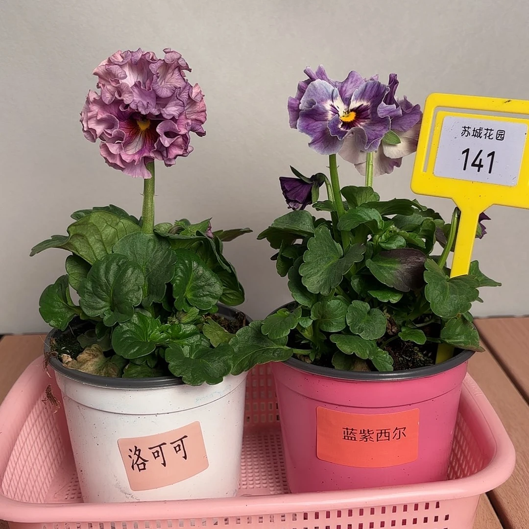 大部分开放少量花苞141