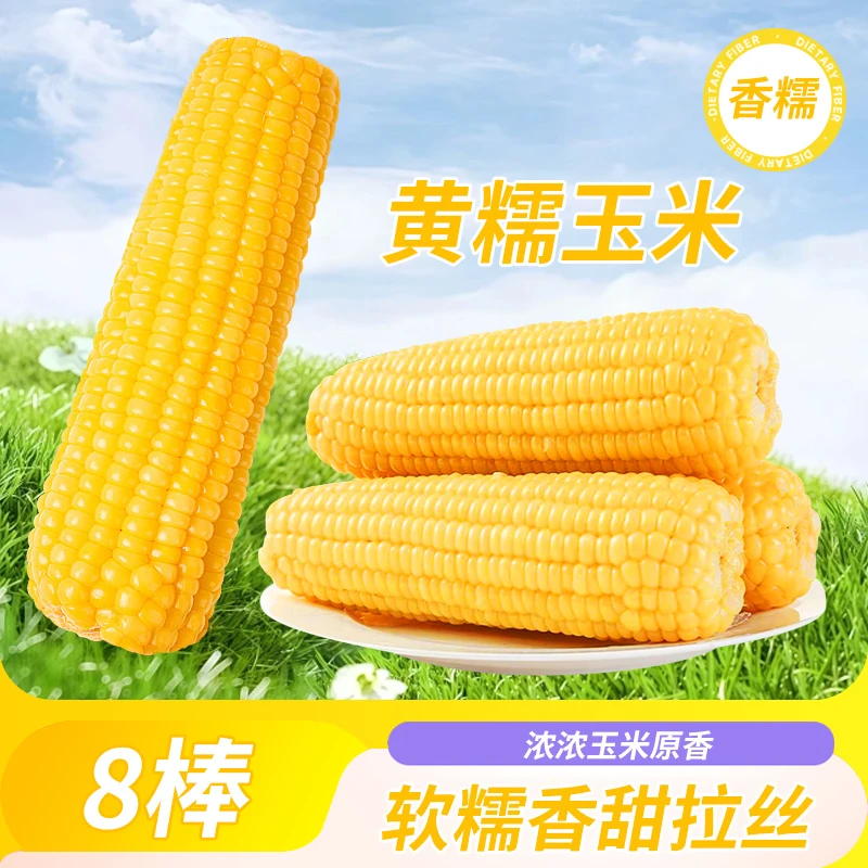 内蒙古黄糯真空玉米早餐玉米独立包装甜玉米8根-10根