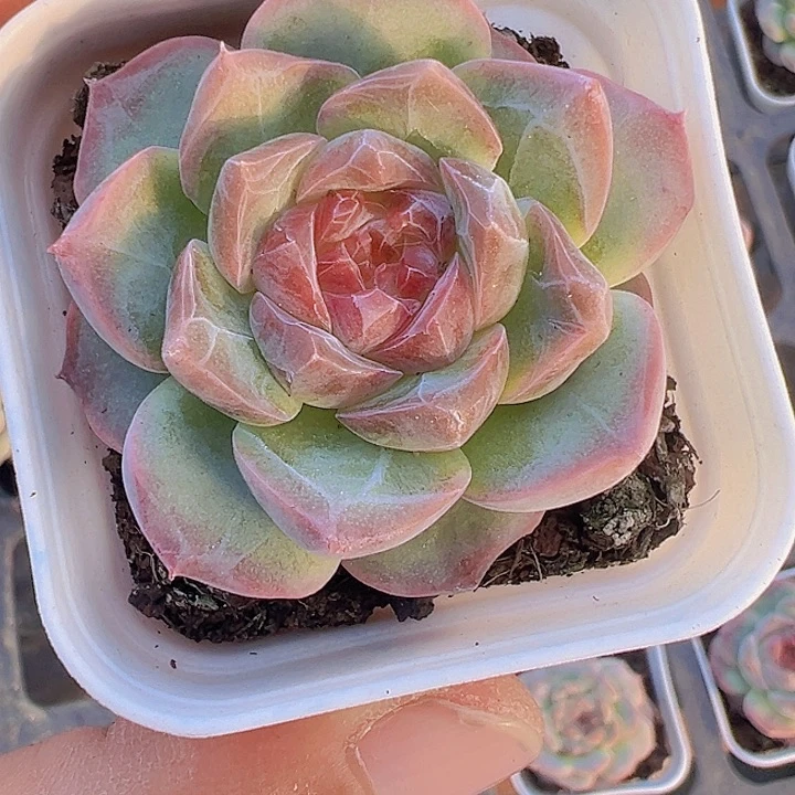 冰魄糖心精品多肉植物大战