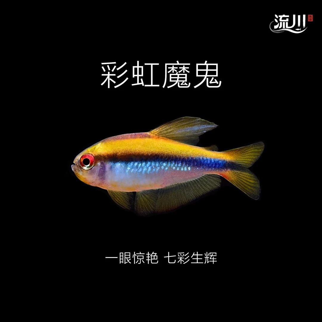 【流川鱼舍】彩虹魔鬼新流域 小型热带观赏灯鱼