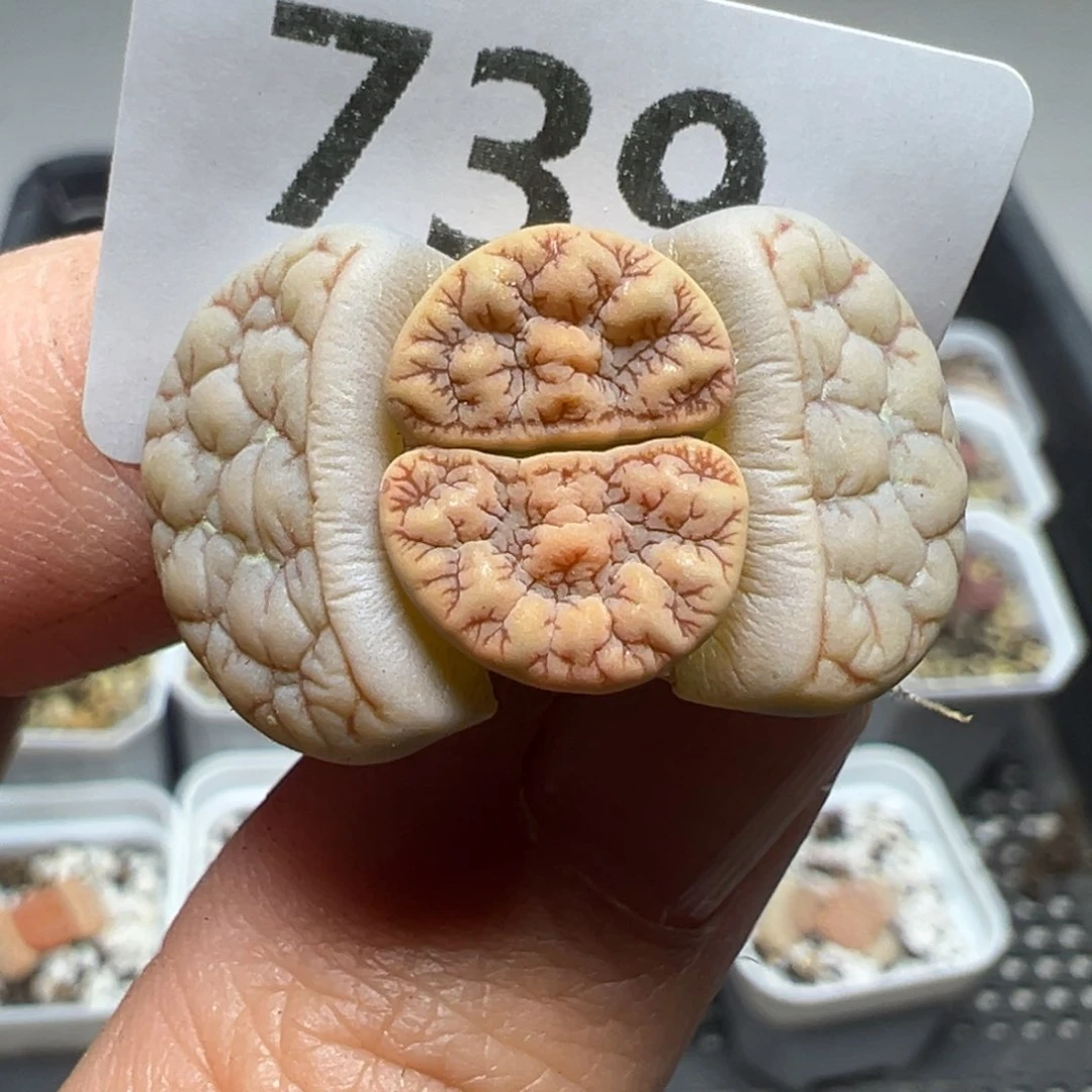 【闪购商品】739……