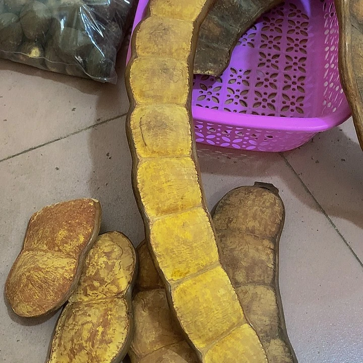 我***豆菩提根/象牙果吊坠豆荚子