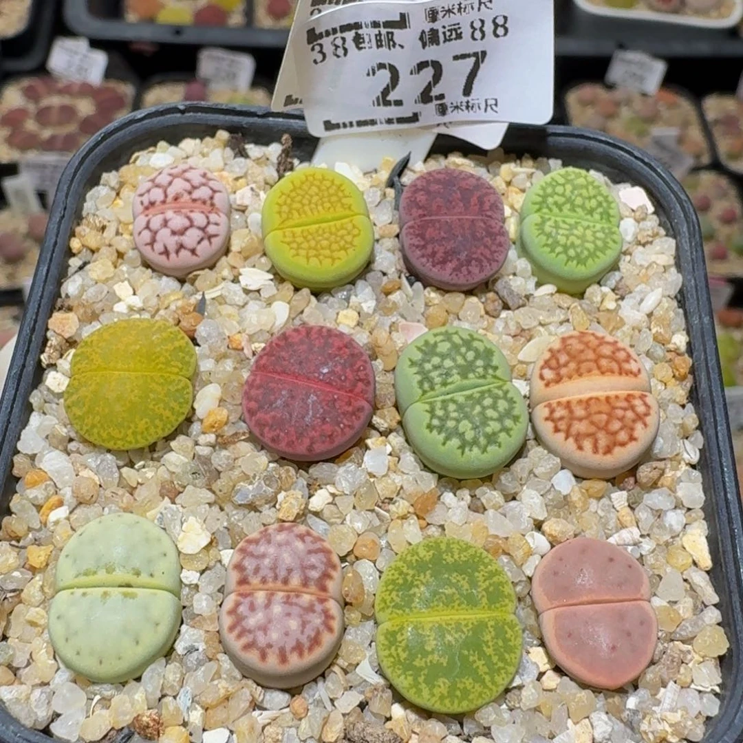 Sssss精品生石花227