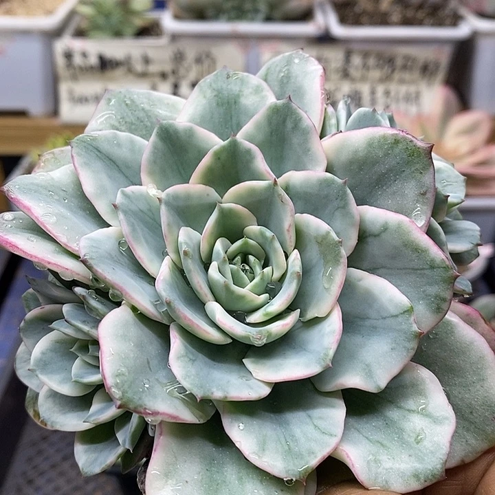 06101 奶油黄桃覆轮锦自然群