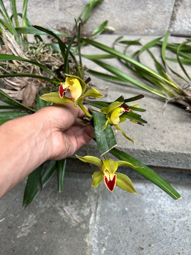 云南虎头兰绿植盆景虎王红嘴鸥青禅小虎头棕根象牙白美观宜室内外