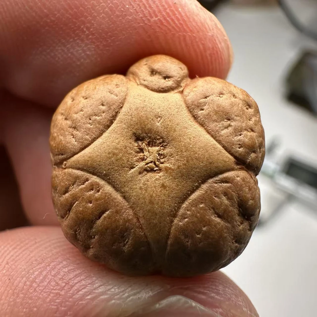 尼泊尔五星菩提，尺寸19，sss系列，货号150
