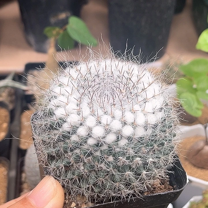 雪顶乳突实生球6.7cm