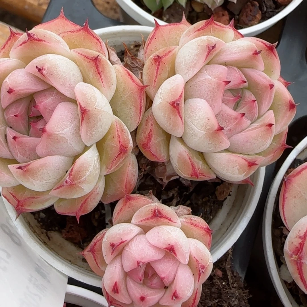 花语逸镜0203-638