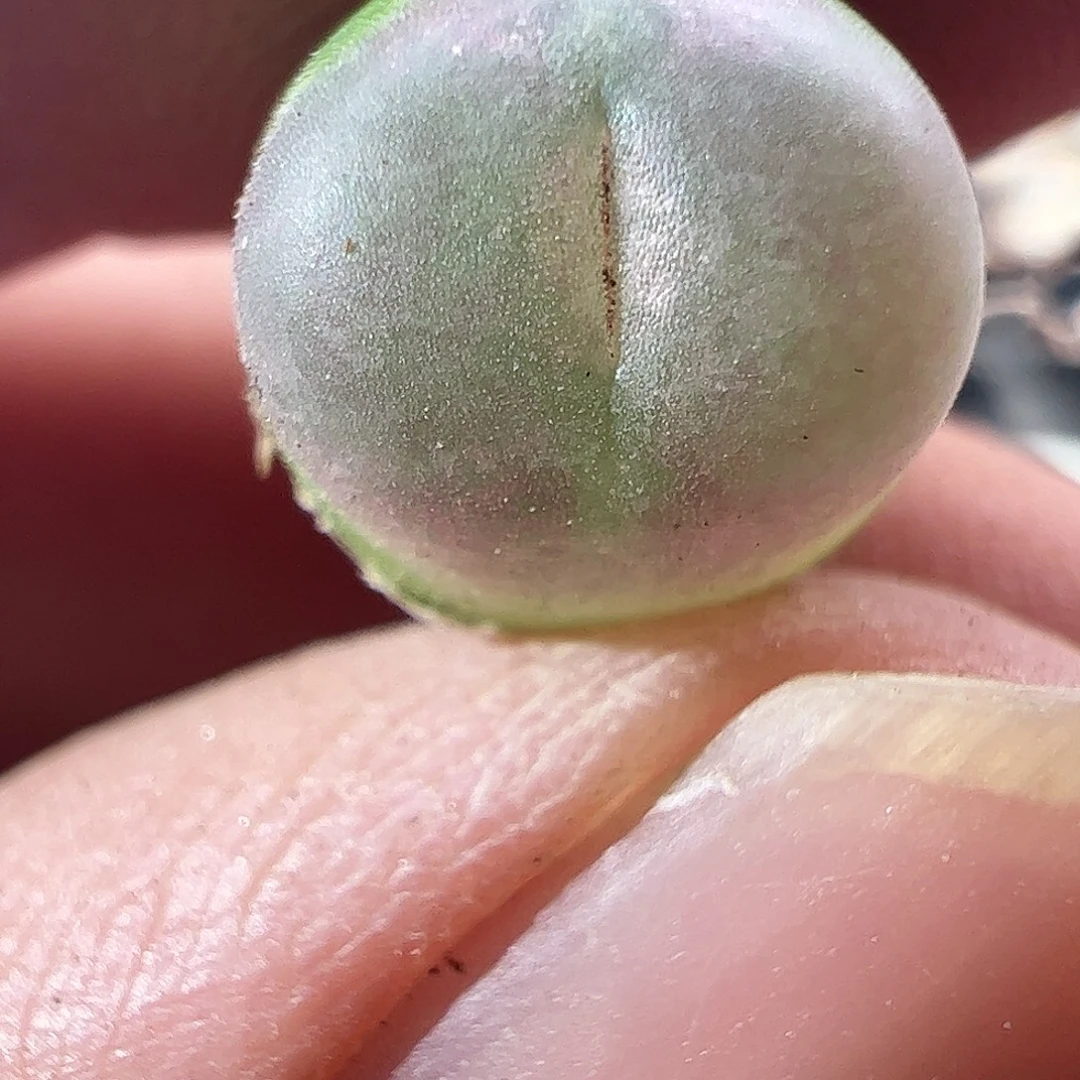 一物一拍。        640