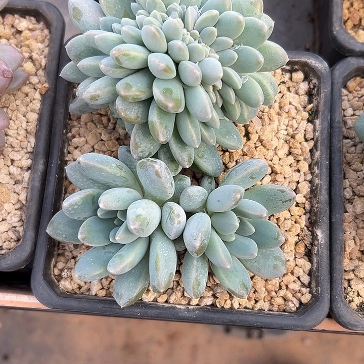 叶插奶糖群生缀化