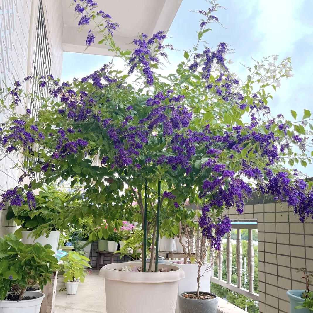 蕾丝金露花棒棒糖 盆栽蓝精灵紫色花室内阳台庭院 云南鲜花绿植