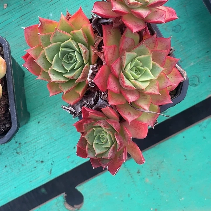 小***乖多肉植物一物一拍