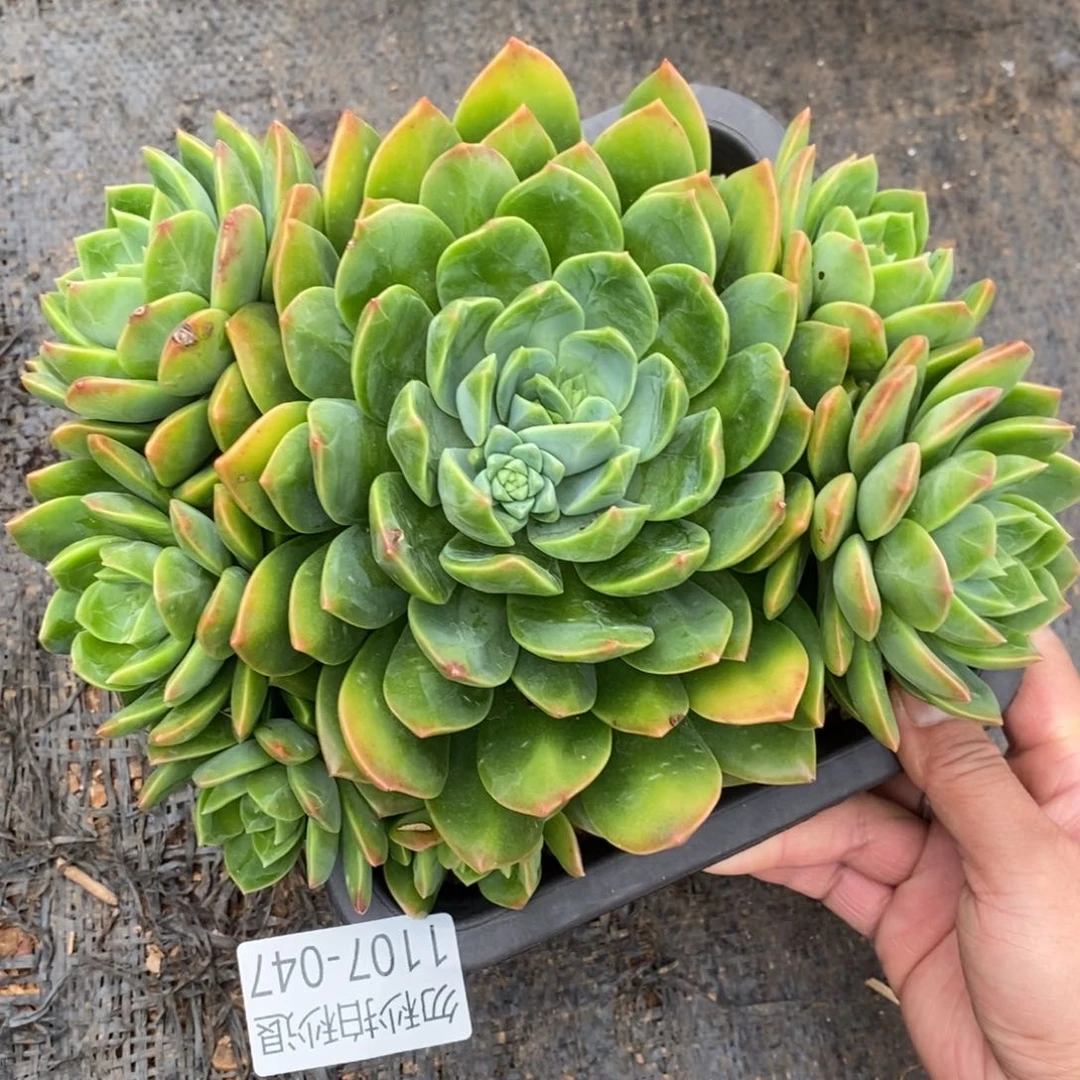 两单包邮1107-47翠鸟