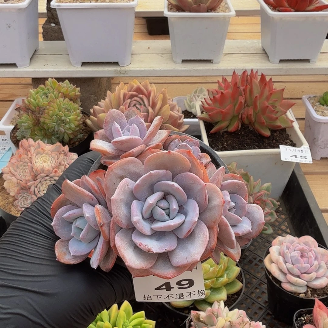 1115-49奶茶群生a