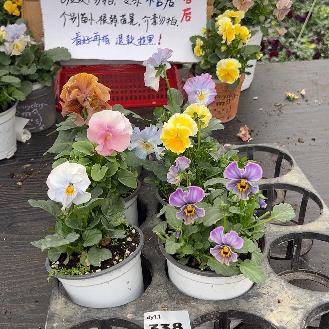 大部分花苞少量开放337号