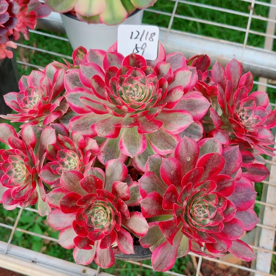 一物一拍多肉法师59