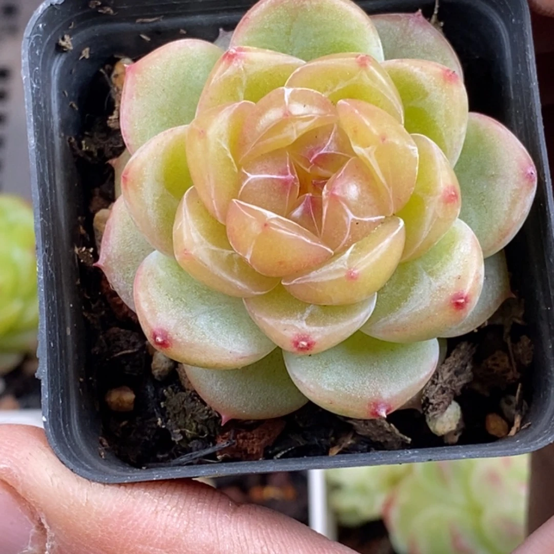 天官赐福百无禁忌