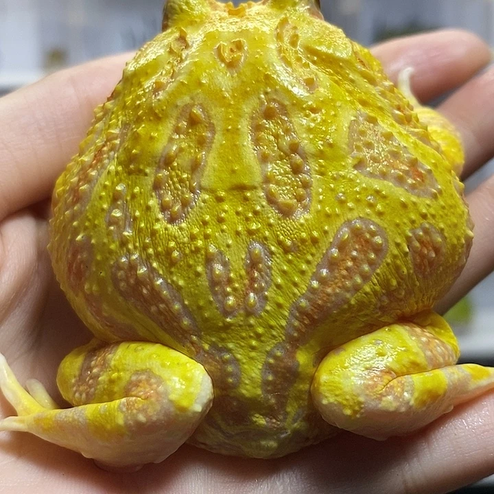 角蛙2362大黄金 公
