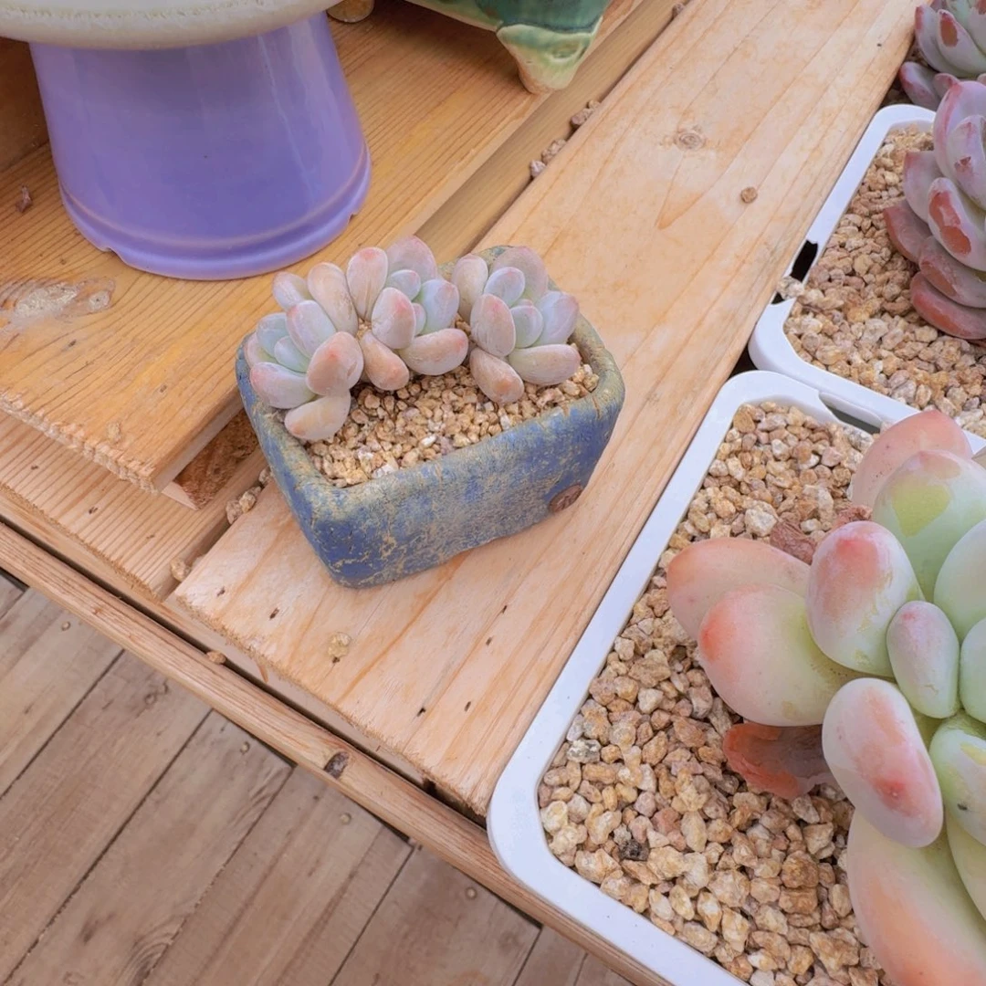 宫***呐多肉植物香水已上桌