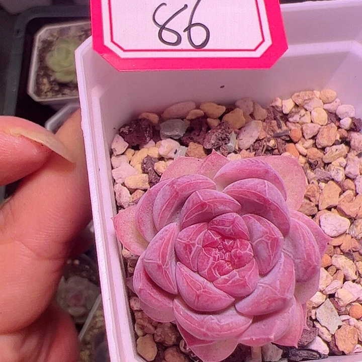 井中月多肉植物单头