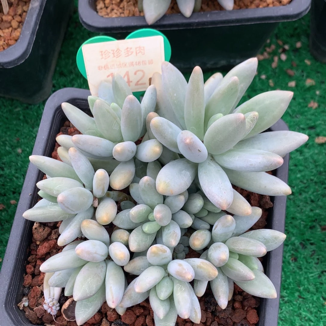 白兰地无砍平头捧花142