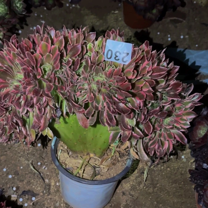 230糖果菊多肉植物不售后