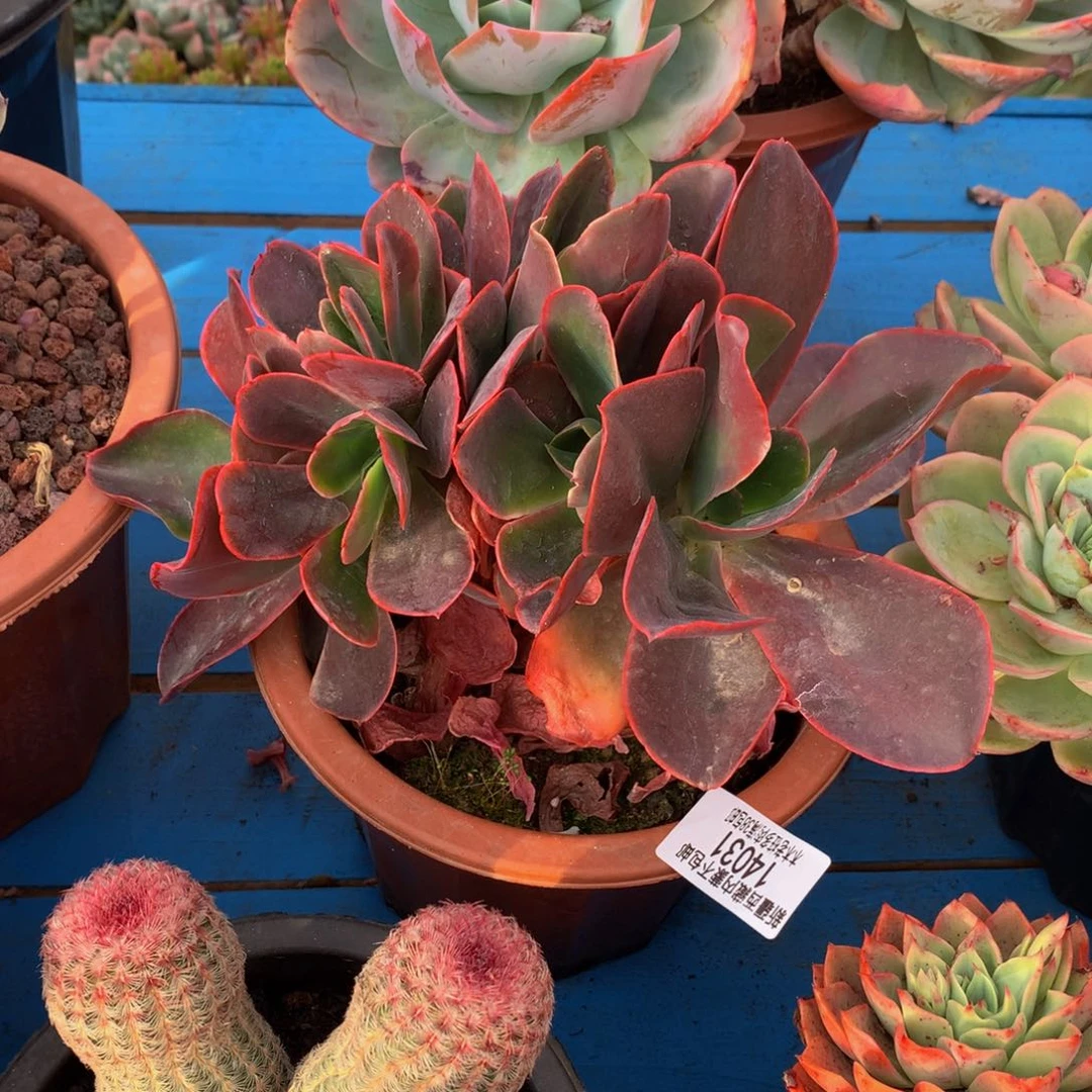 L***芳   红酒杯缀14031