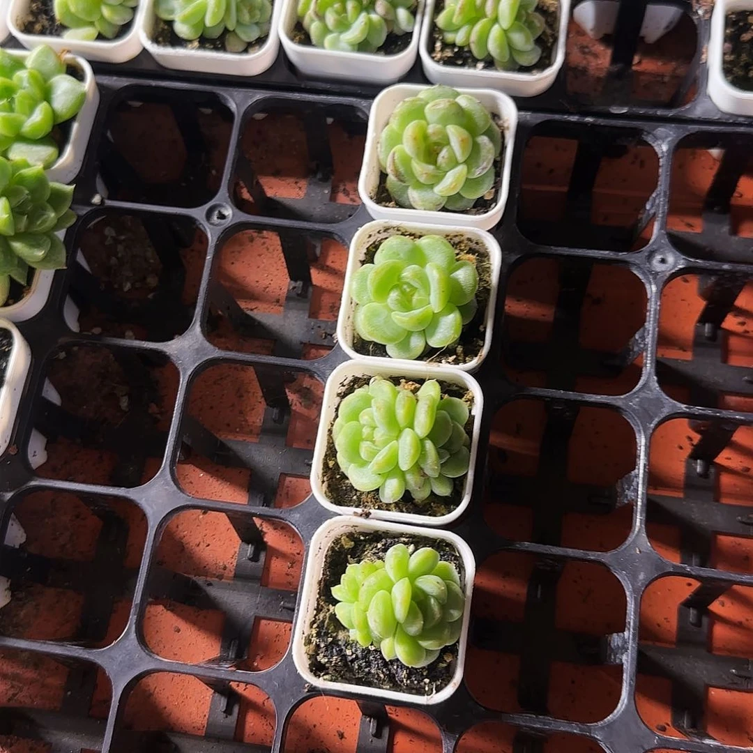 T3000 灯下盆一个满25包邮