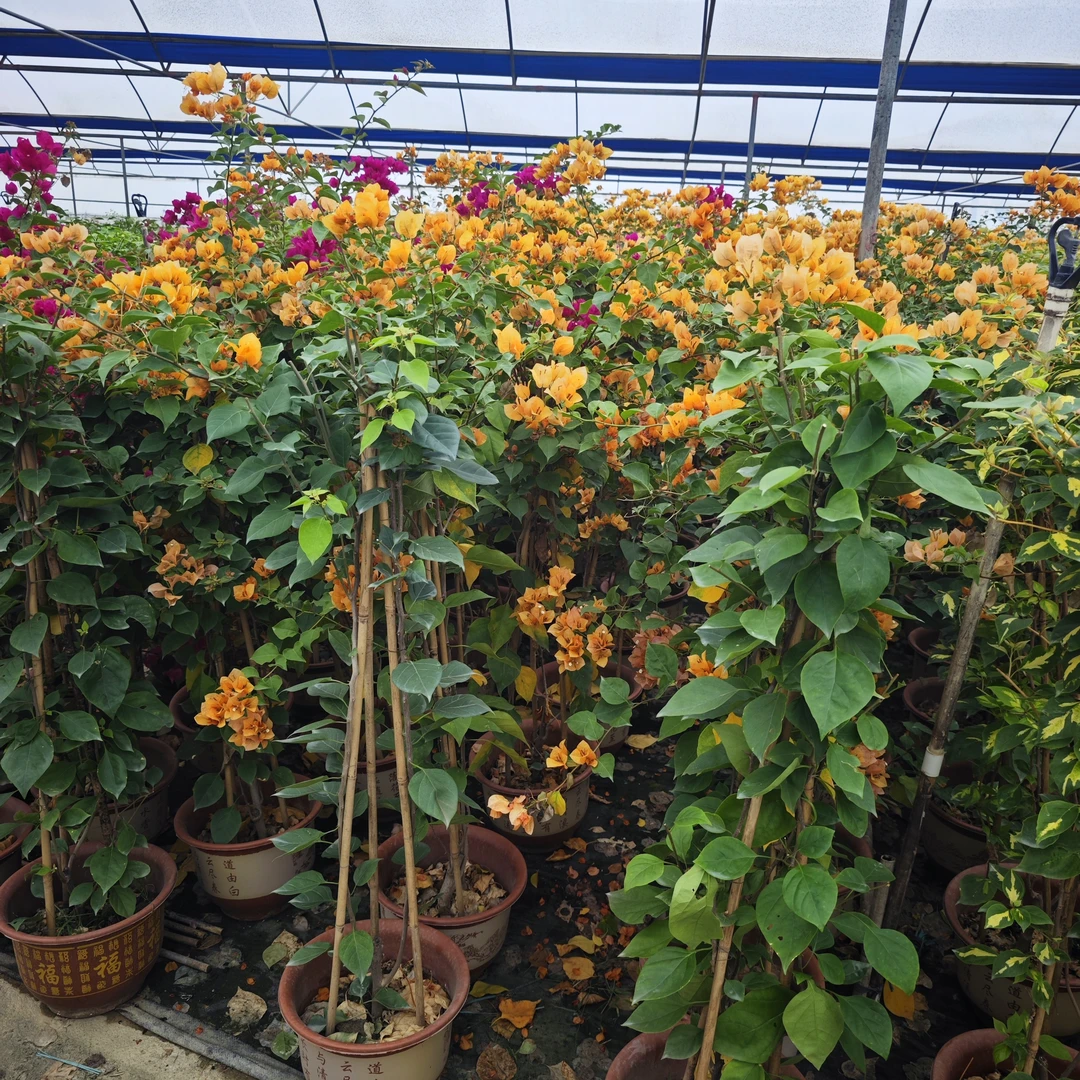 三角梅1.3-1.5米原生爬藤大苗，田园土，不一定带花，