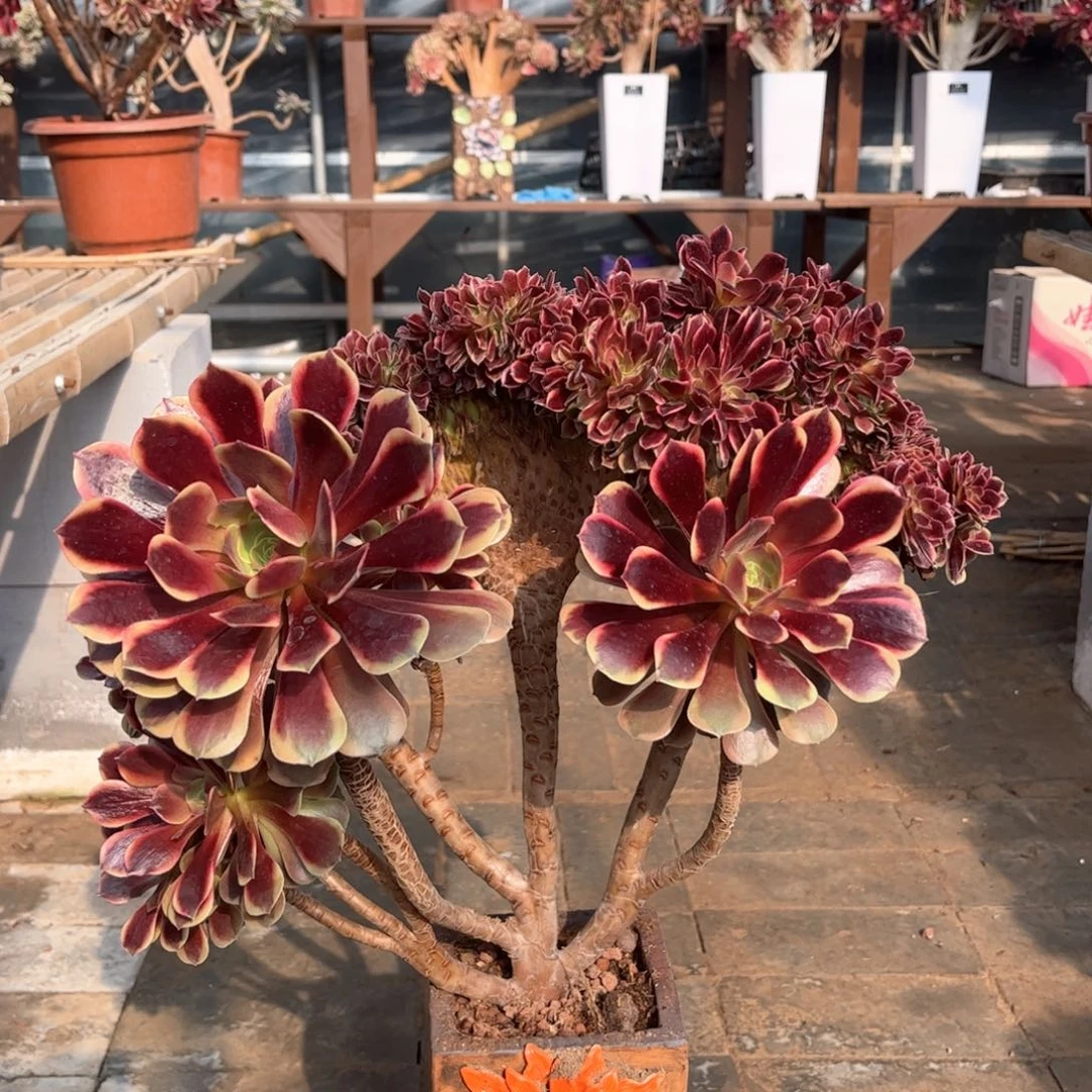 欧嘉莉妖桩精品福利