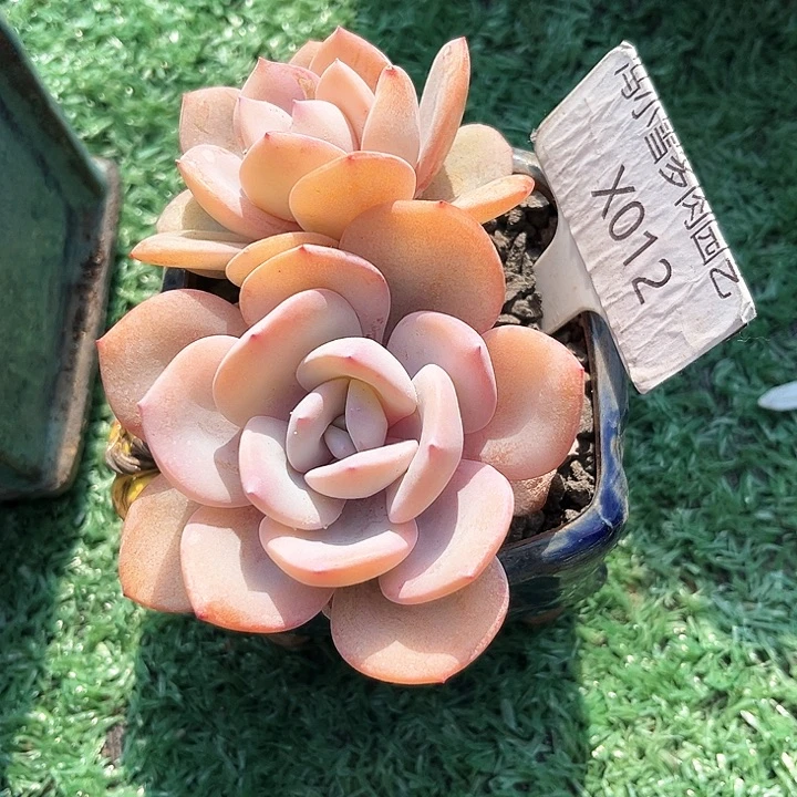 红*手我是第一百个为妖姬应援哒