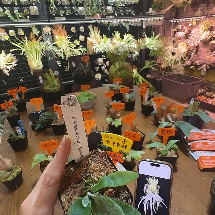 无花朵鹿野直播间竞拍zero