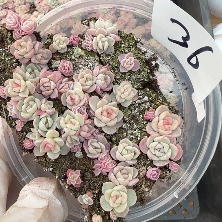 36号王者系列多肉一盒量拍保底15颗