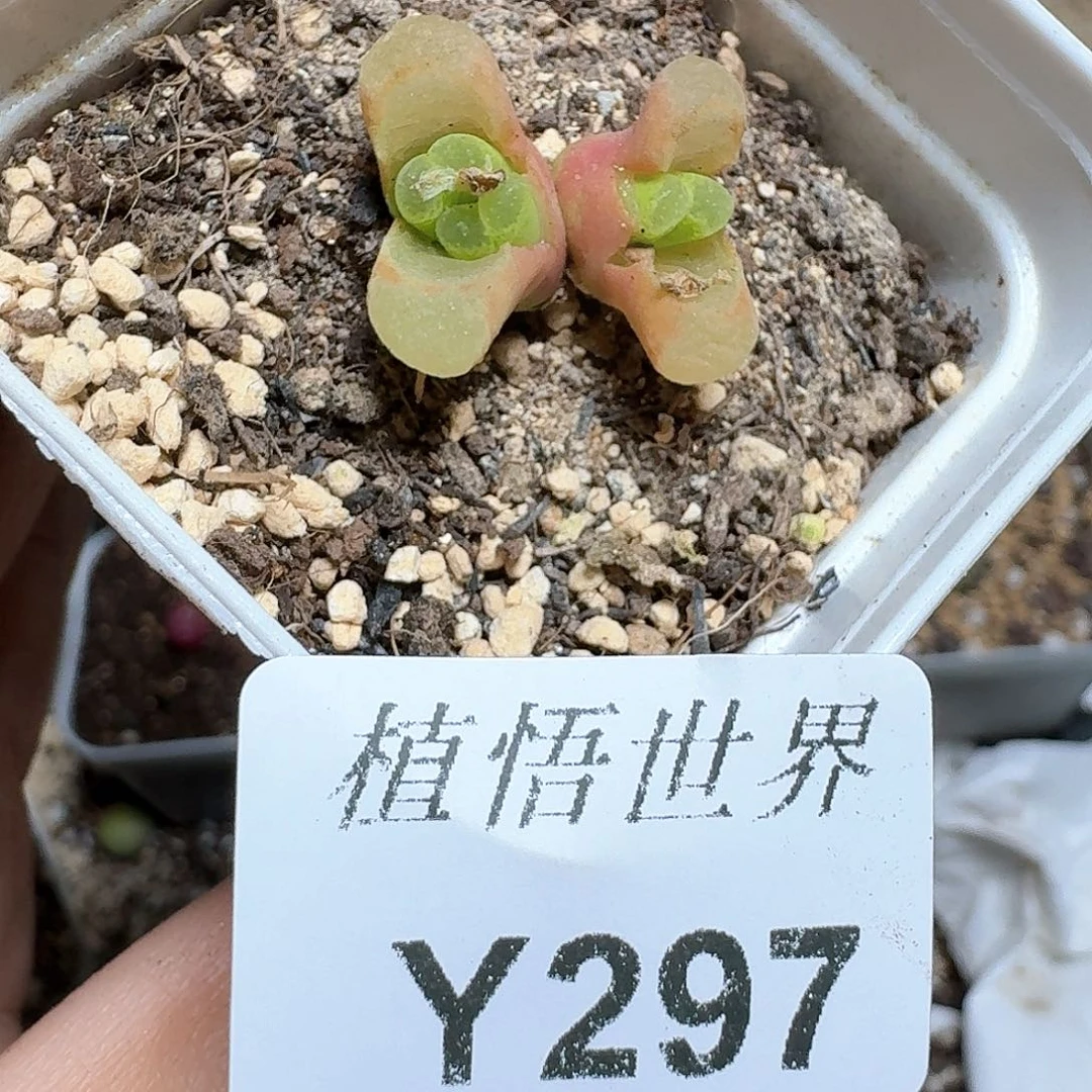 297个多肉植物哇cv