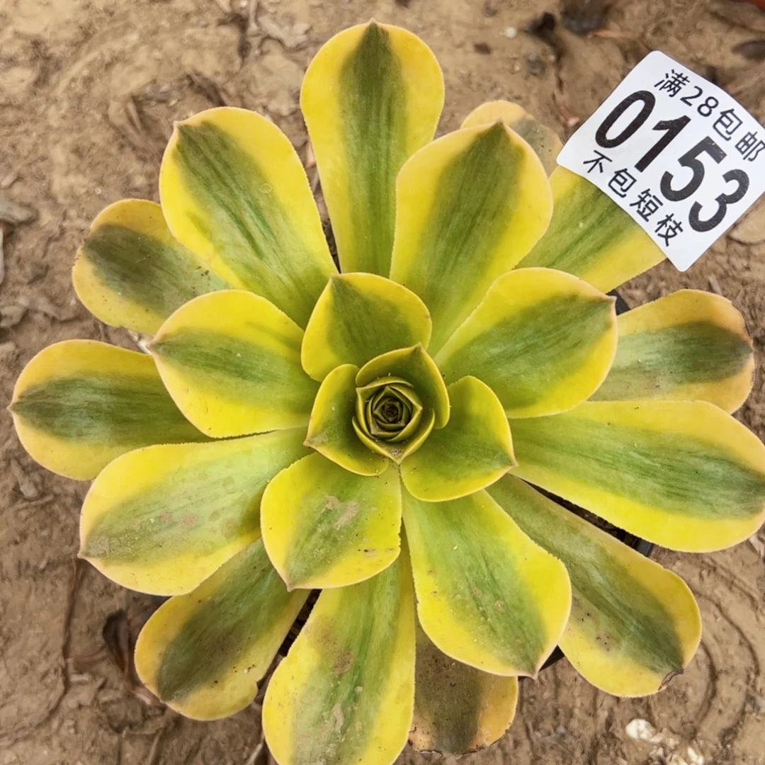 香炉盘黄锦多肉植物0153