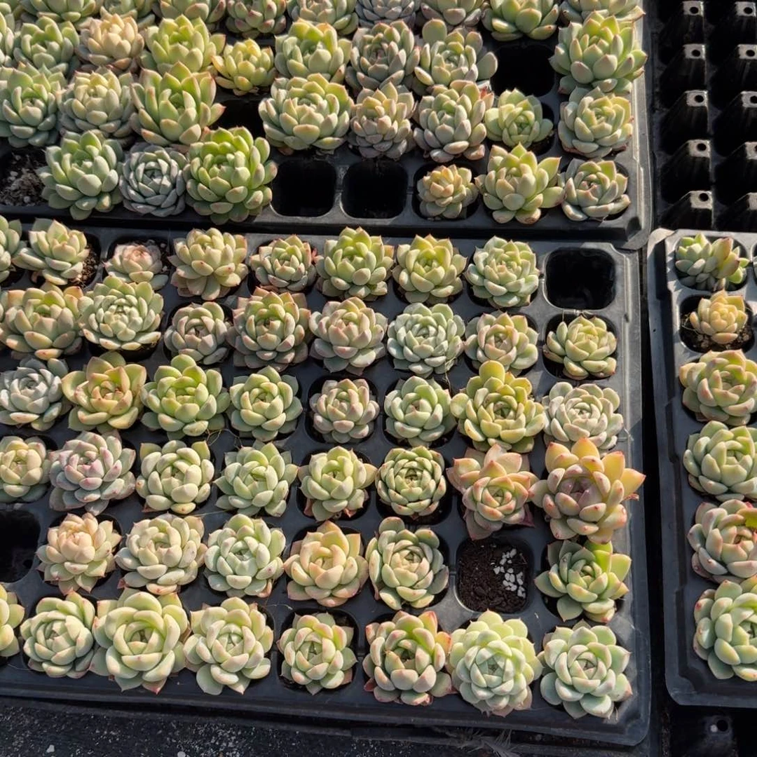 未选育珍妮36颗量拍发货