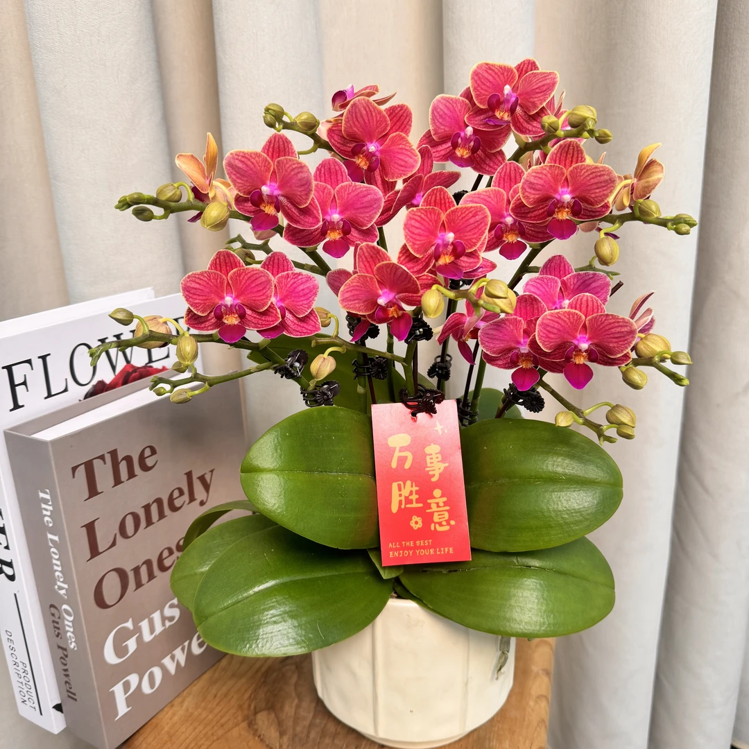 蝴蝶蘭【金边玲珑】酒红色系 桌面款小花型  爆花量