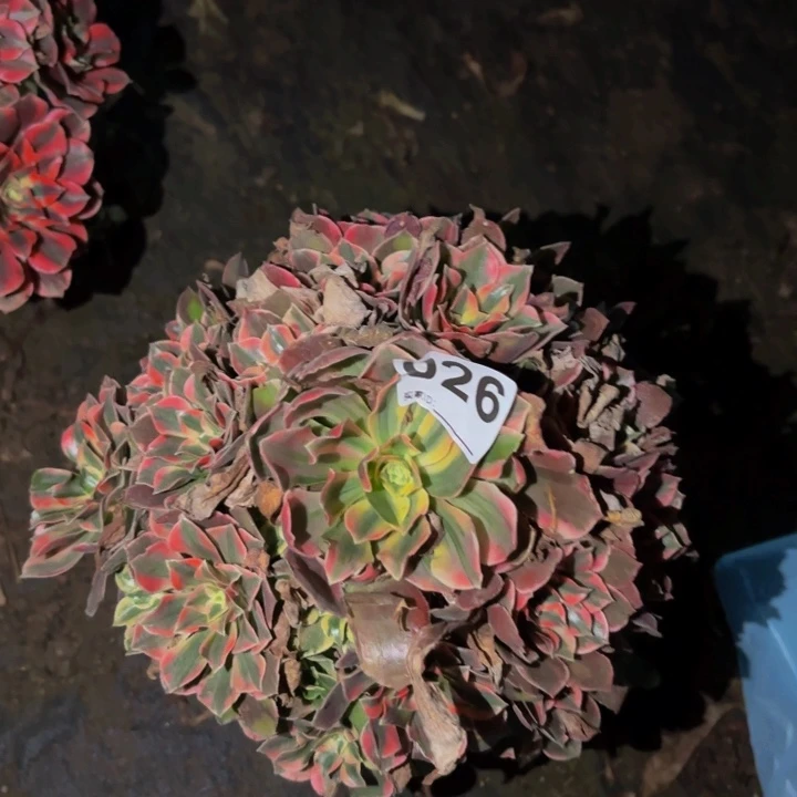 开***兔026女妖多肉植物不售后