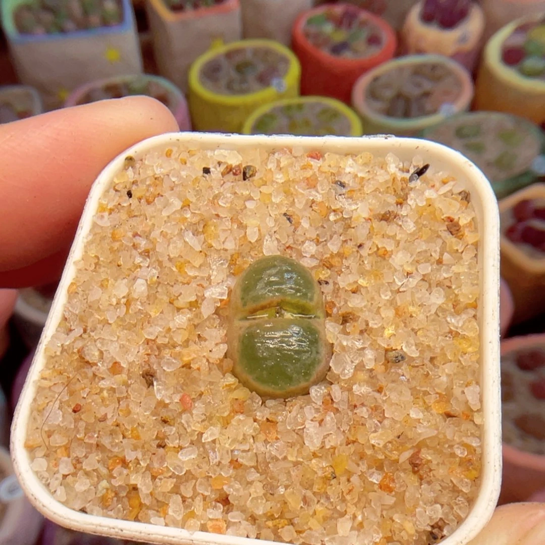 240。88888888888888888888