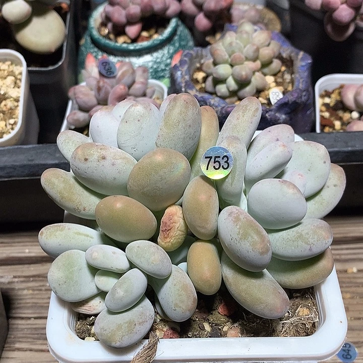 蛋黄奶酪多肉植物