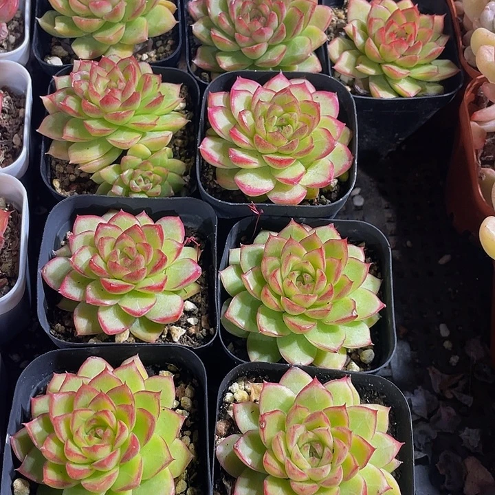 麦秆女王带盆土发货