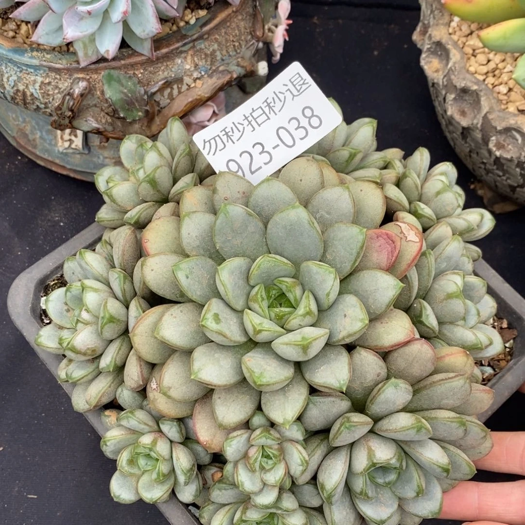 勿秒拍秒退 923-38葡萄